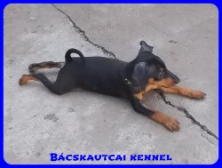 Bcskautcai Zserald