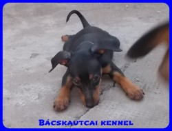 Bcskautcai Zserald