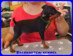 Bcskautcai Zserald