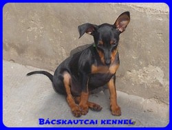 Bcskautcai Zserald