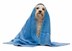 http://kedvencem.hu/images/detailed/1/15279656-a-wet-cream-havanese-dog-after-the-bath-with-a-blue-towel-isolated-on-white-background.jpg
