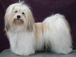 http://www.cypruslivepets.com/media/eshop/BICHONHAVANESE-N3E5CTFQEJ4AVVAIQYHO/havanese_bichon_havanais.jpg