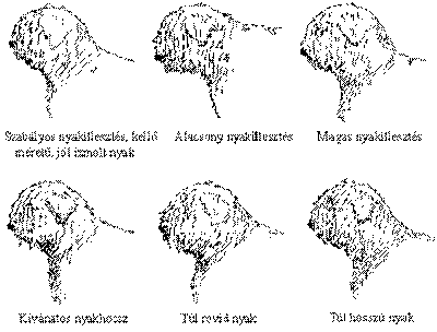 http://www.puli.hu/standard/stand2.gif