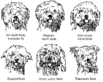 http://www.puli.hu/standard/stand3.gif