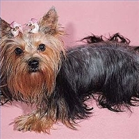 yorkshire-terrier-kutya.jpg