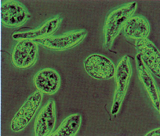 egysejtű baktériumok helmint tünetek gyermekeknél