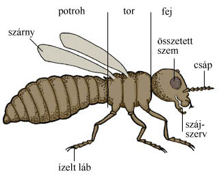 rovarok a testben)