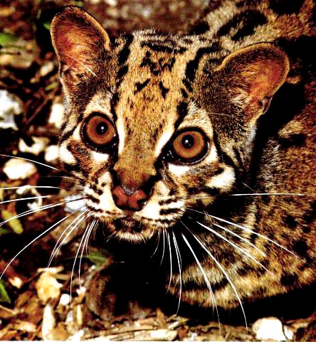 Marbled Cat, pictured here at HDW's Big Cats section.