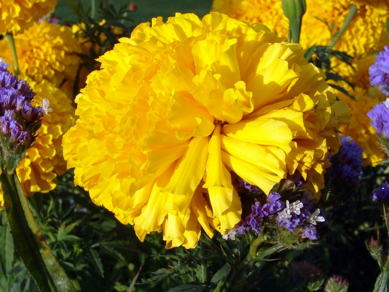 DSC08500.jpg