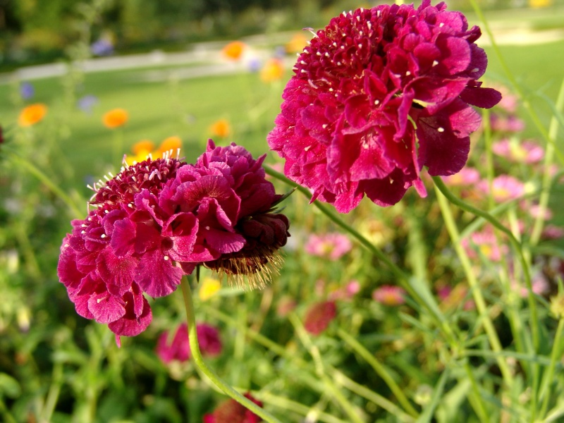 DSC08501.jpg