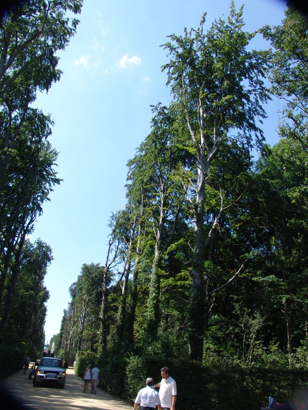DSC08556.jpg