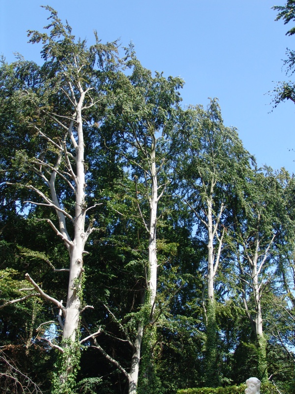 DSC08561.jpg