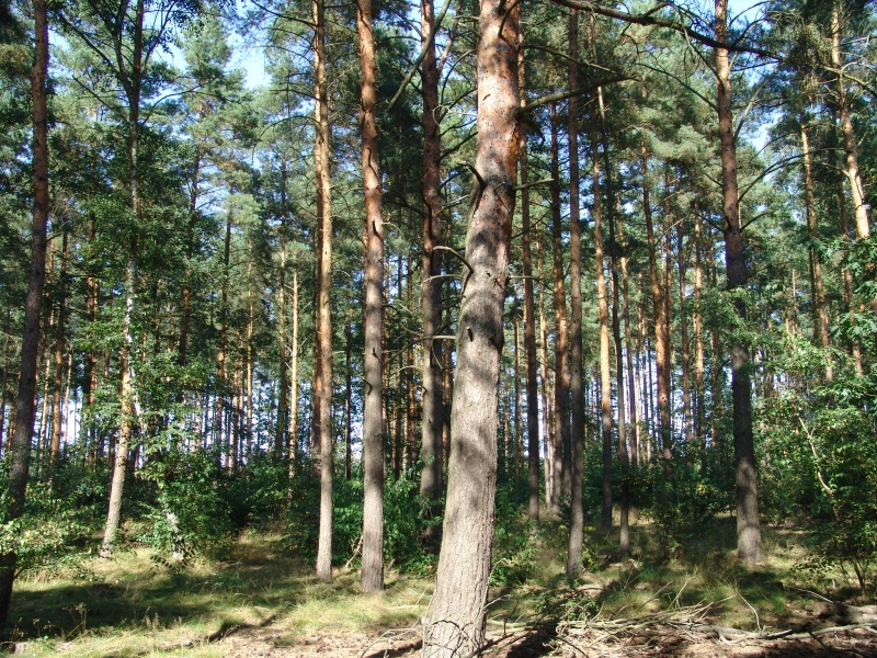 DSC08880.jpg