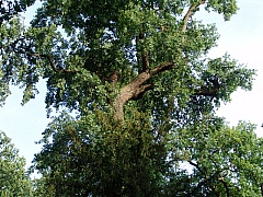 DSC08457.jpg