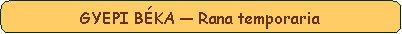 Lekerektett tglalap: GYEPI BKA  Rana temporaria  