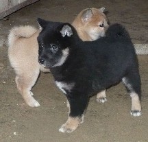 fekete-vörös shiba 1.jpg