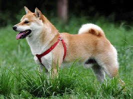 netes shiba.jpg