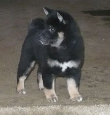 fekete shiba 2.bmp