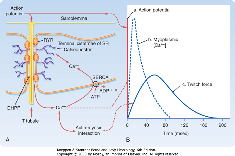 skeletal muscle action potential