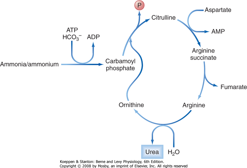 The liver is the only tissue in the body that can convert ammonia to urea.