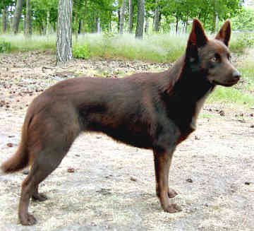 australian-kelpie-0021.jpg