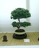 P6110090.JPG