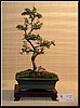 09-cotoneaster.jpg