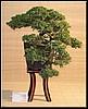 13-juniperus-proc.jpg
