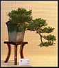 14-juniperus.jpg