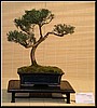 23-juniperus.jpg