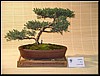 33-juniperus.jpg