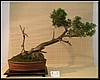 43-juniperus.jpg