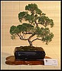 78-juniperus.jpg