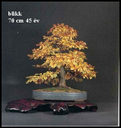 bukk3.JPG