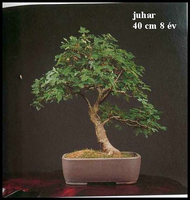 juhar.JPG