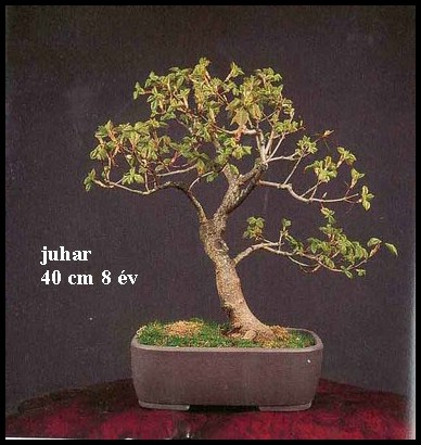juhar2.JPG