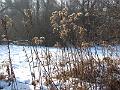IMG_2727-1