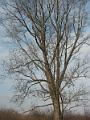 IMG_2910-1