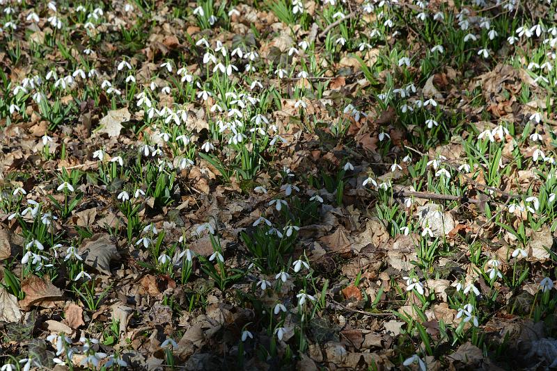 DSC_2195.JPG