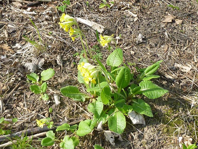 P1110153.JPG