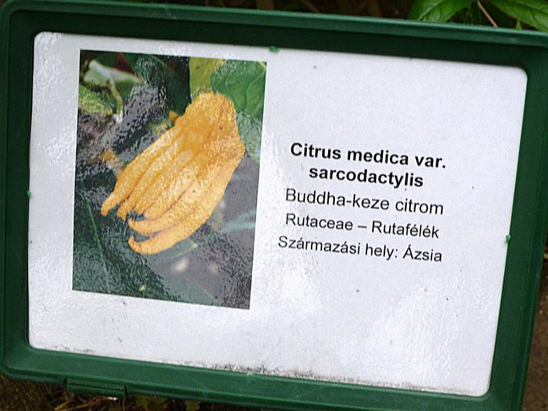 P1110239.JPG