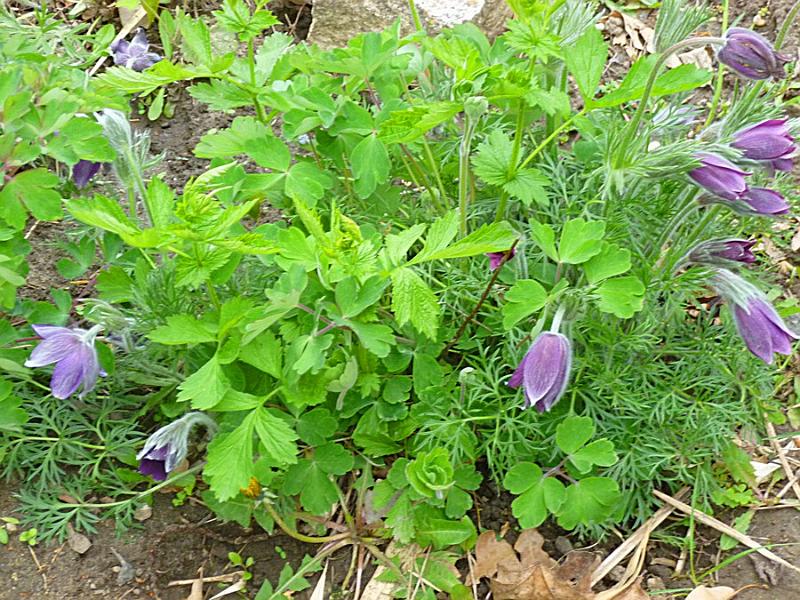 P1110253.JPG