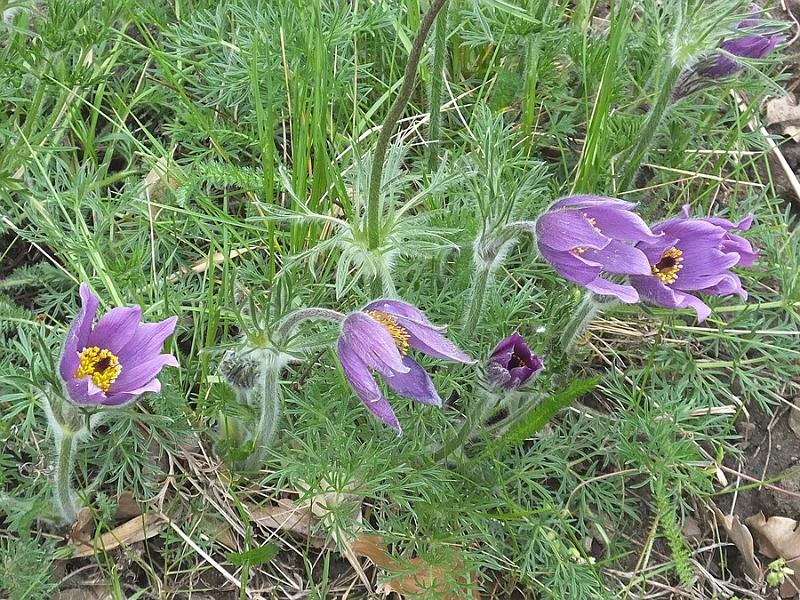 DSCF0335.JPG
