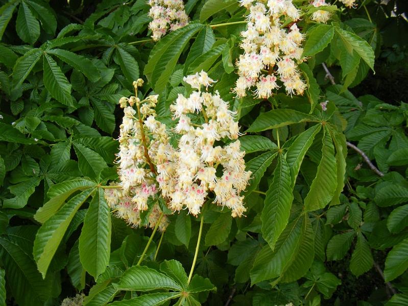 DSCF1506.JPG