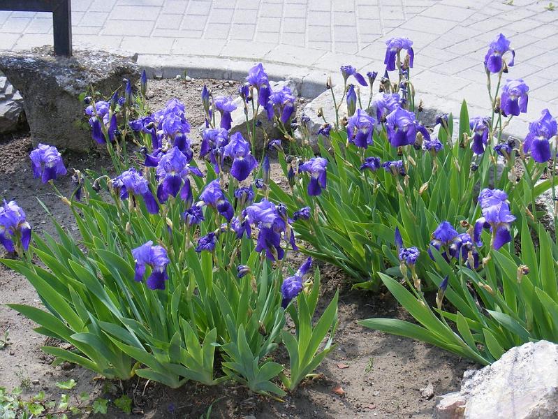 DSCF1544.JPG