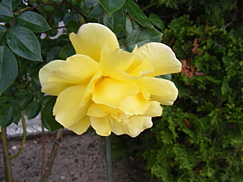 DSCF1595.JPG