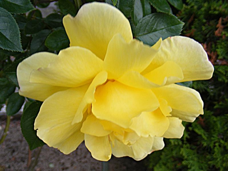 DSCF1597.JPG