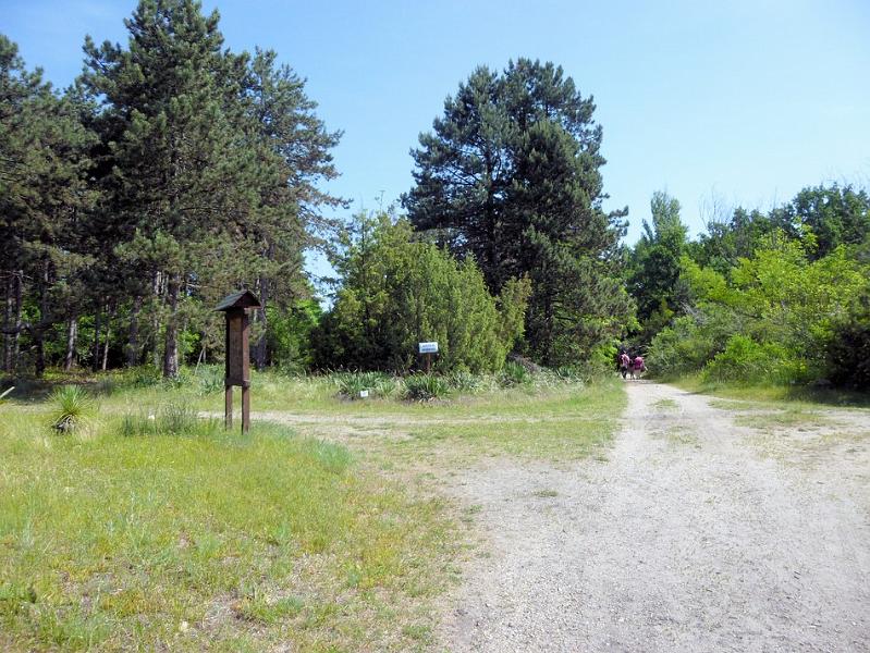 P1110629.JPG