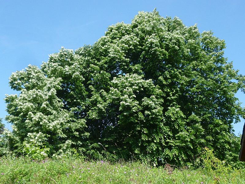 P1110649.JPG