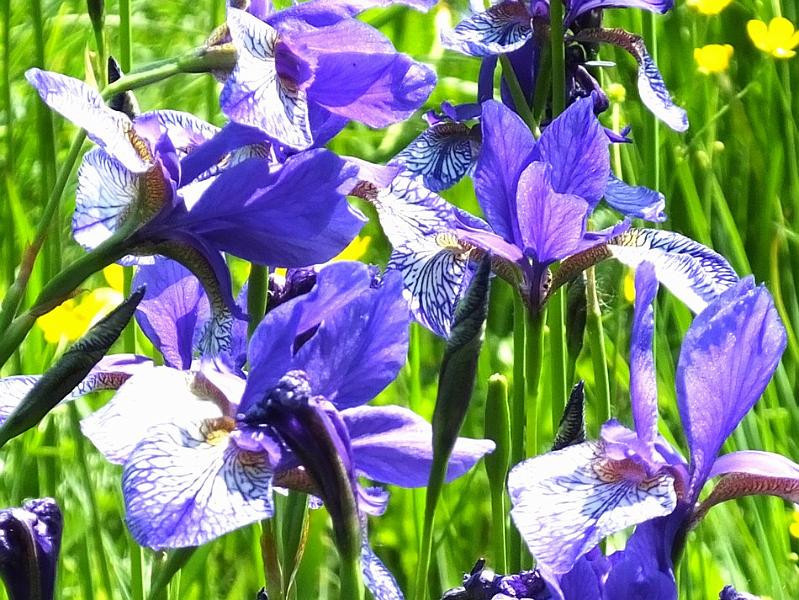 DSCF0462a.jpg